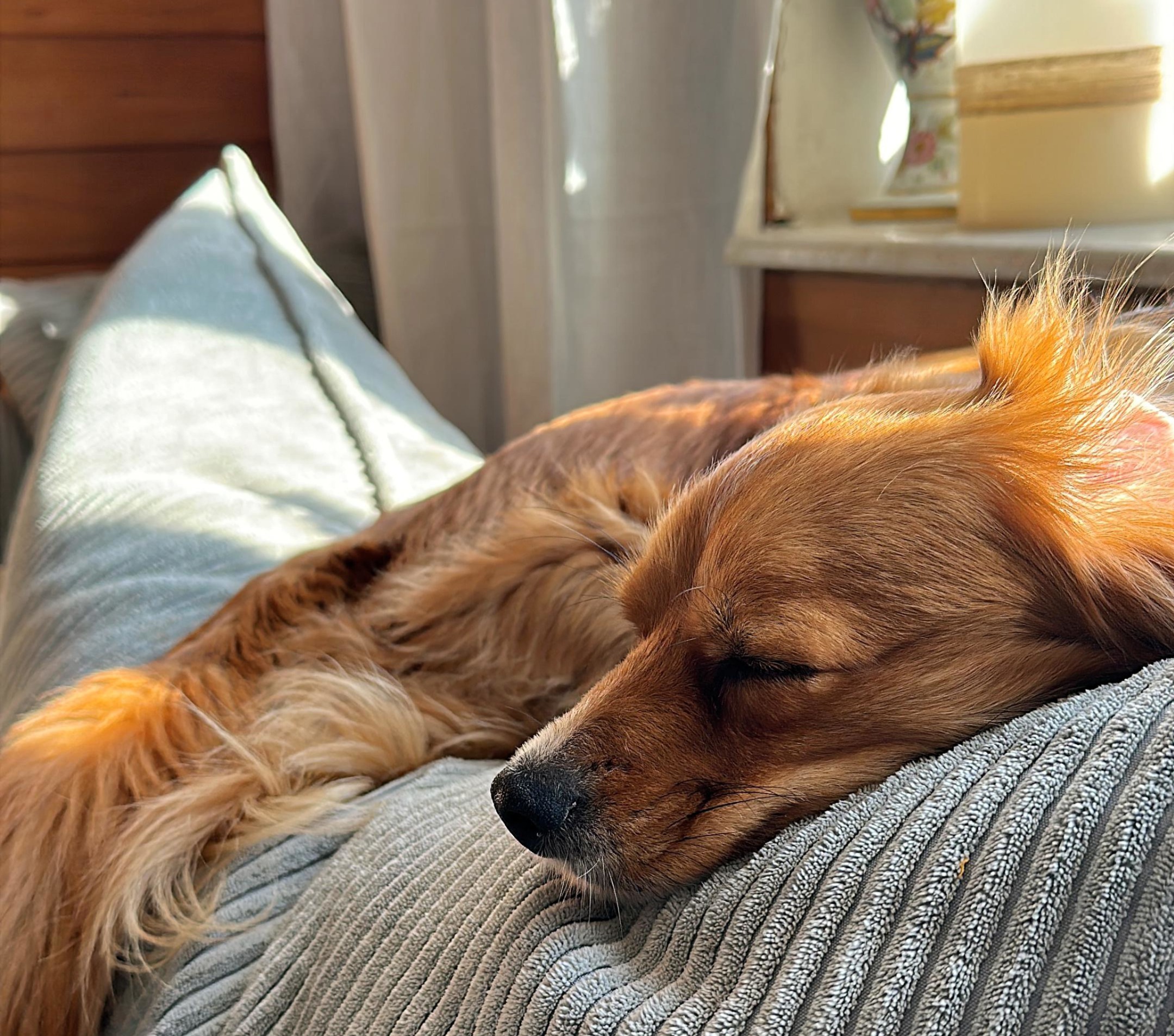 Chily auf dem Sofa Gemütliche Hunde Stunden auf dem Sofa