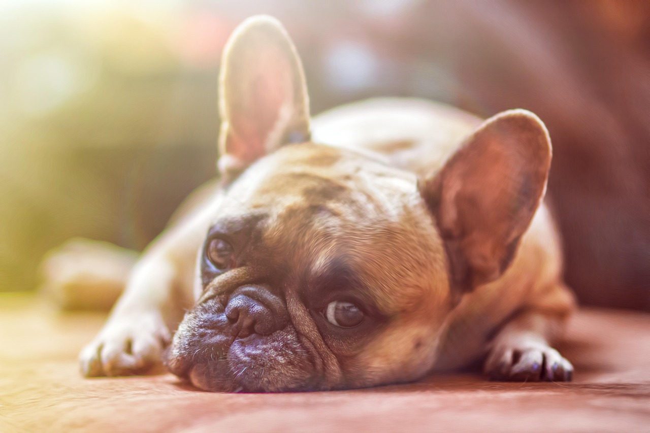 whitedaemon-bulldog-1224267_1280 Liebevolle Hundebetreuung im Wienerwald